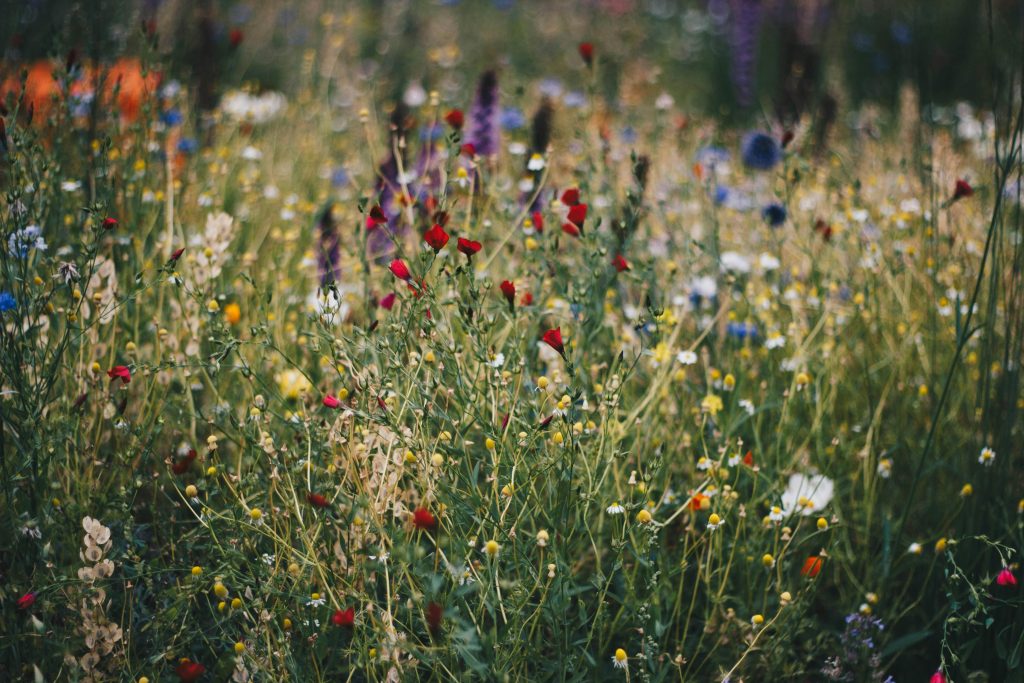 Wild wachsende Wiese mit verschiedenen Blüten, die zeigen, dass wir als Experte für Garten- und Landschaftsbau Ihrem Garten Charakter verleihen